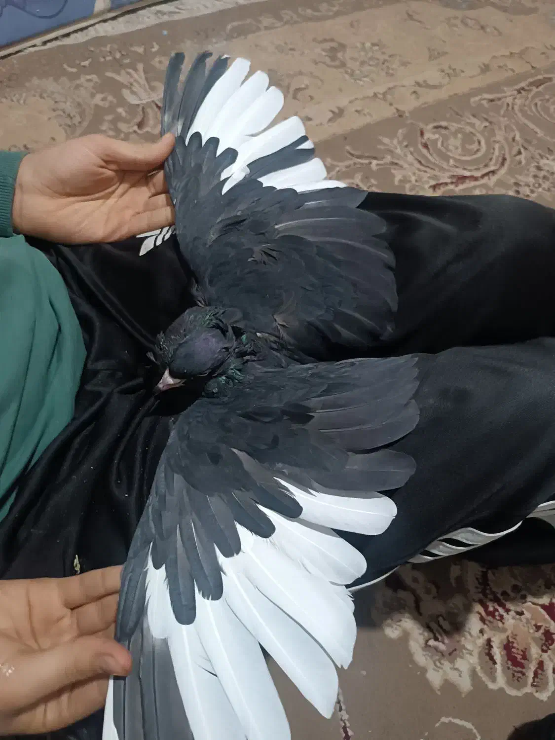 کفتر|پرنده|مشهد, عباس‌آباد|دیوار