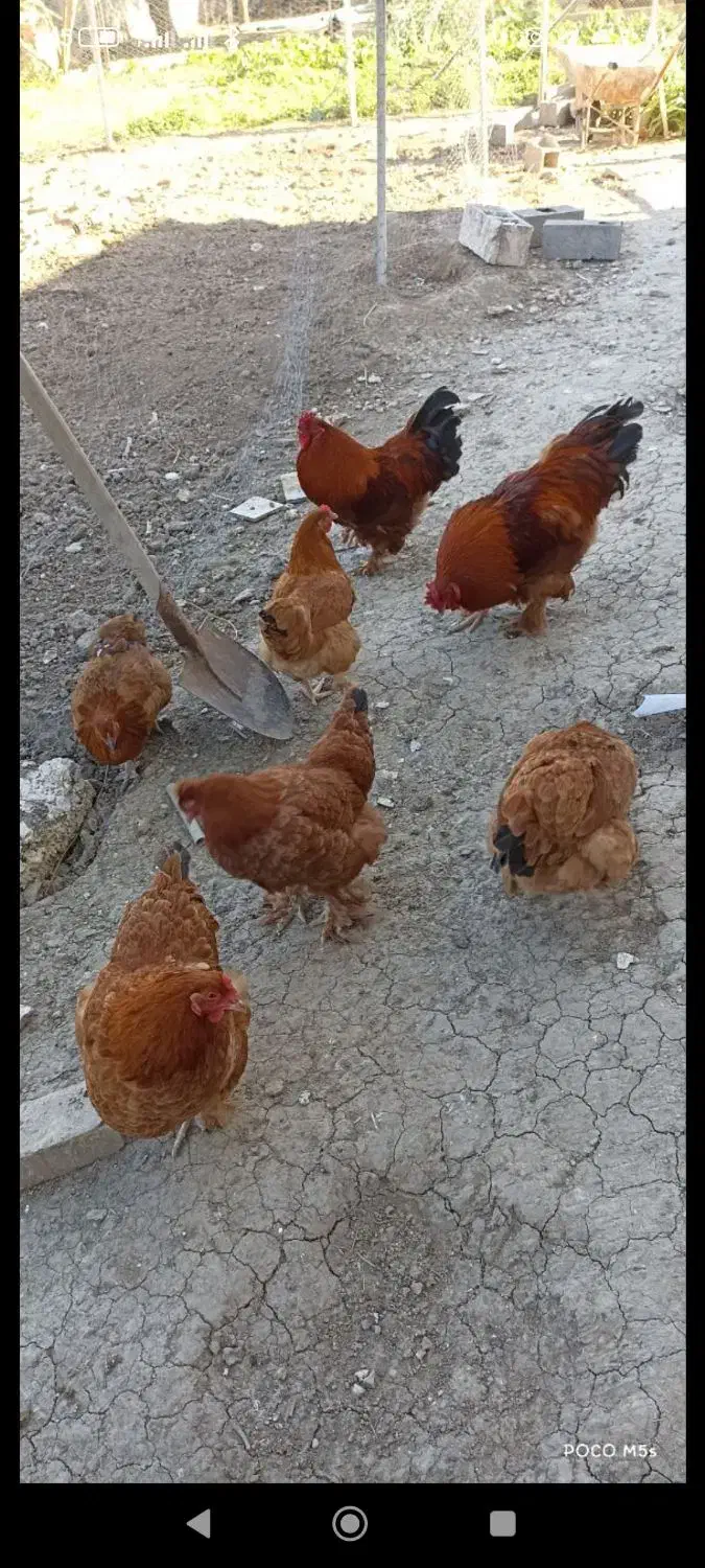 مرغ و خروس پاپر زیبا (دورگه برهما)|حیوانات مزرعه|فرح آباد, |دیوار