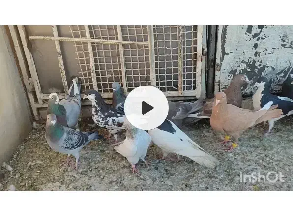 کفتر|پرنده|شیراز, وزیرآباد|دیوار