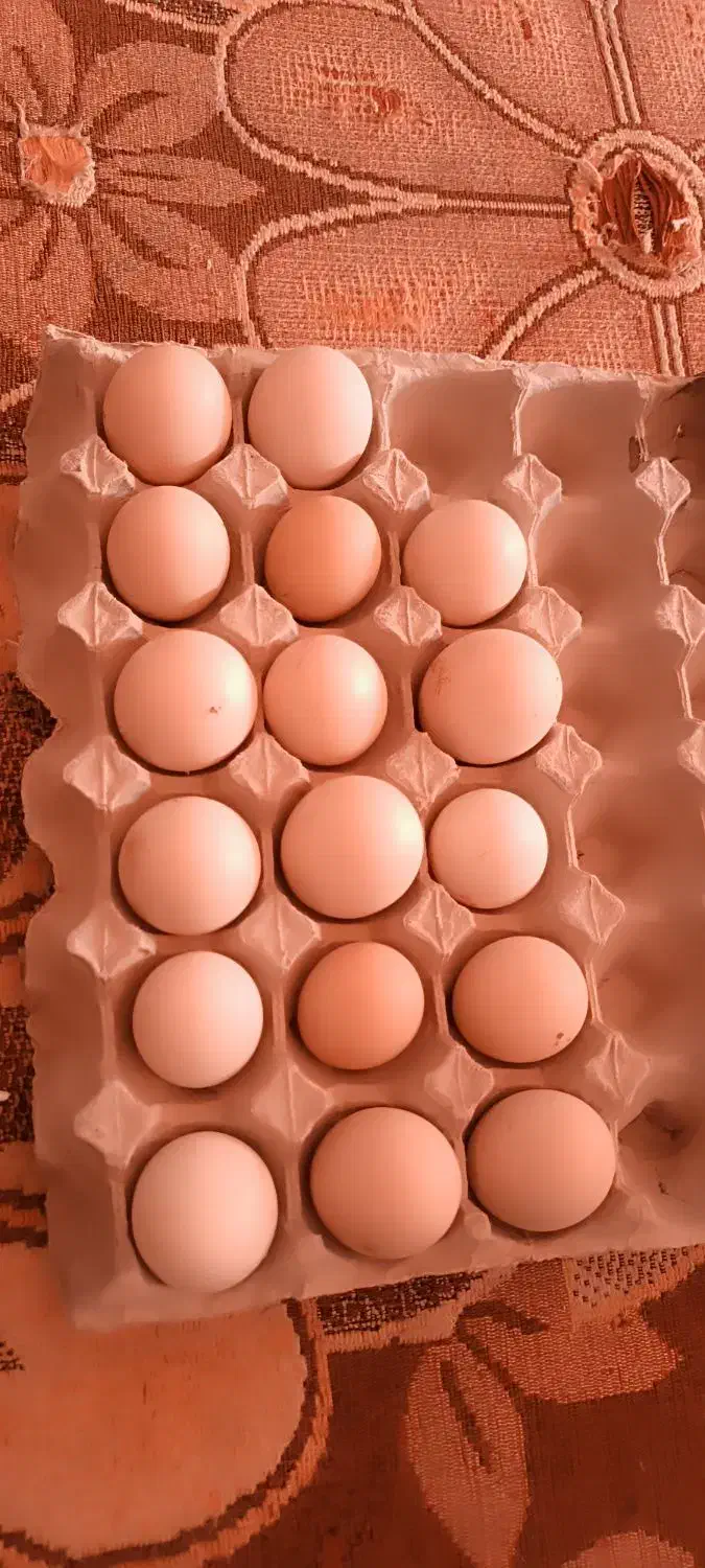 تخممرغ|خوردنی و آشامیدنی|زاهدان, |دیوار