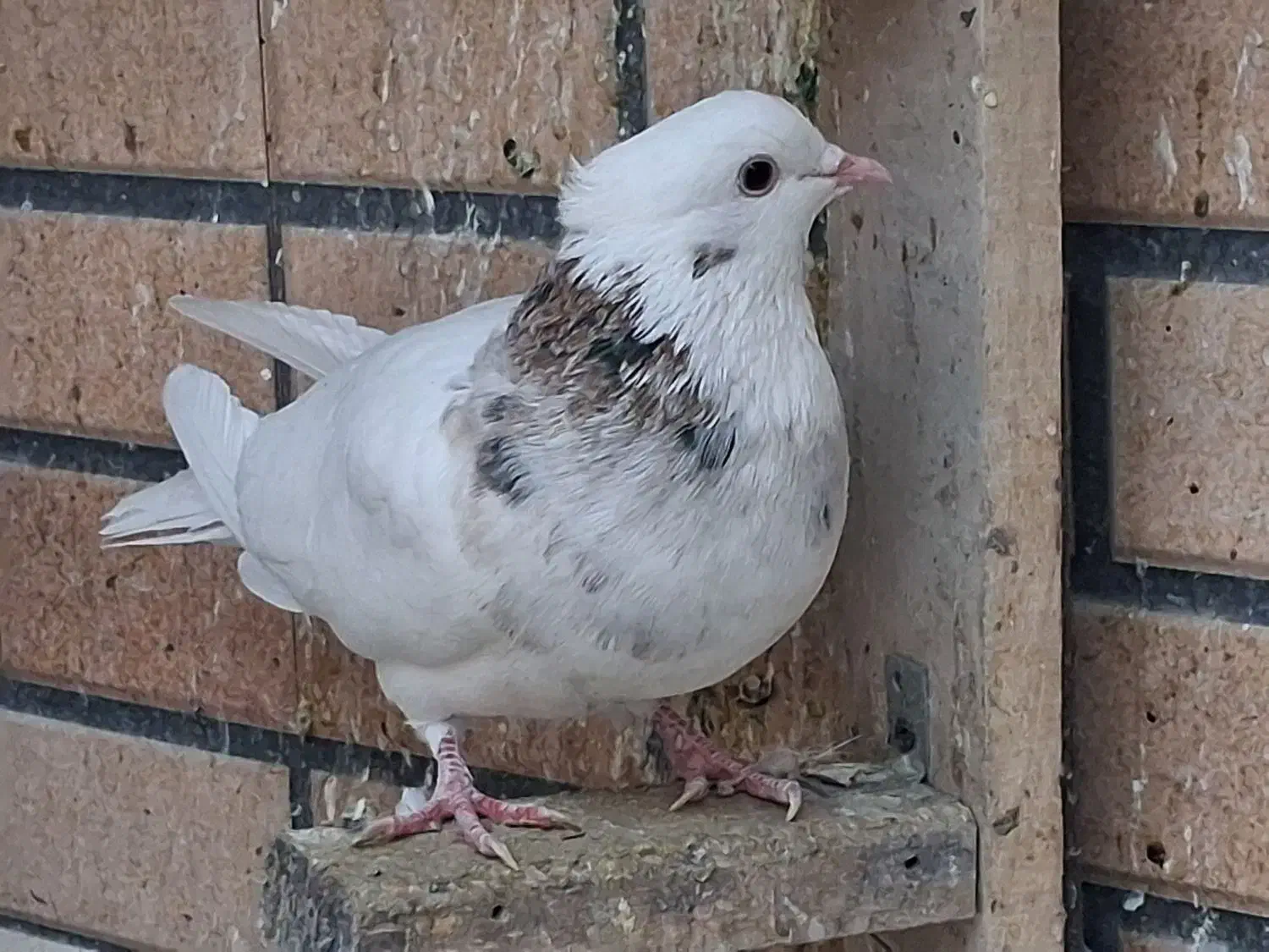 طوقی نر|پرنده|نجف‌آباد, امیرآباد|دیوار