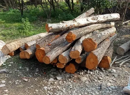 چوب توسکا و اوجا و افرا...|خدمات باغبانی و درختکاری|سنگر, |دیوار