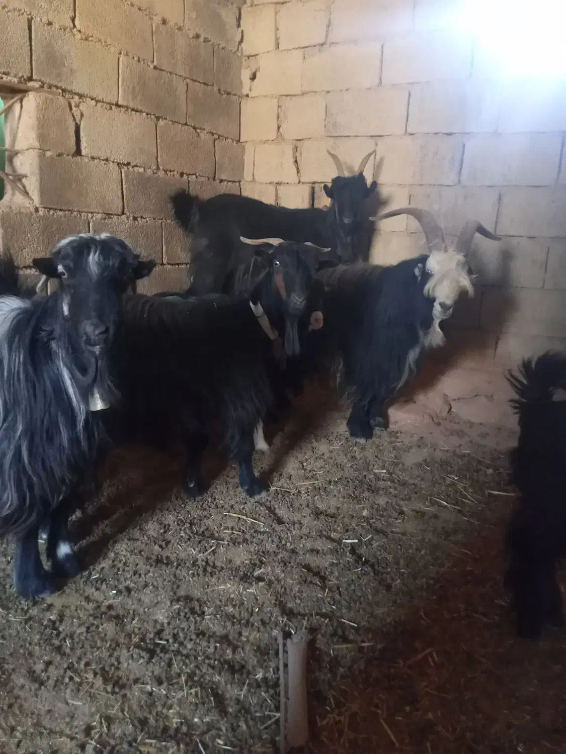 ۹بز بیگ|حیوانات مزرعه|مسجد سلیمان, |دیوار