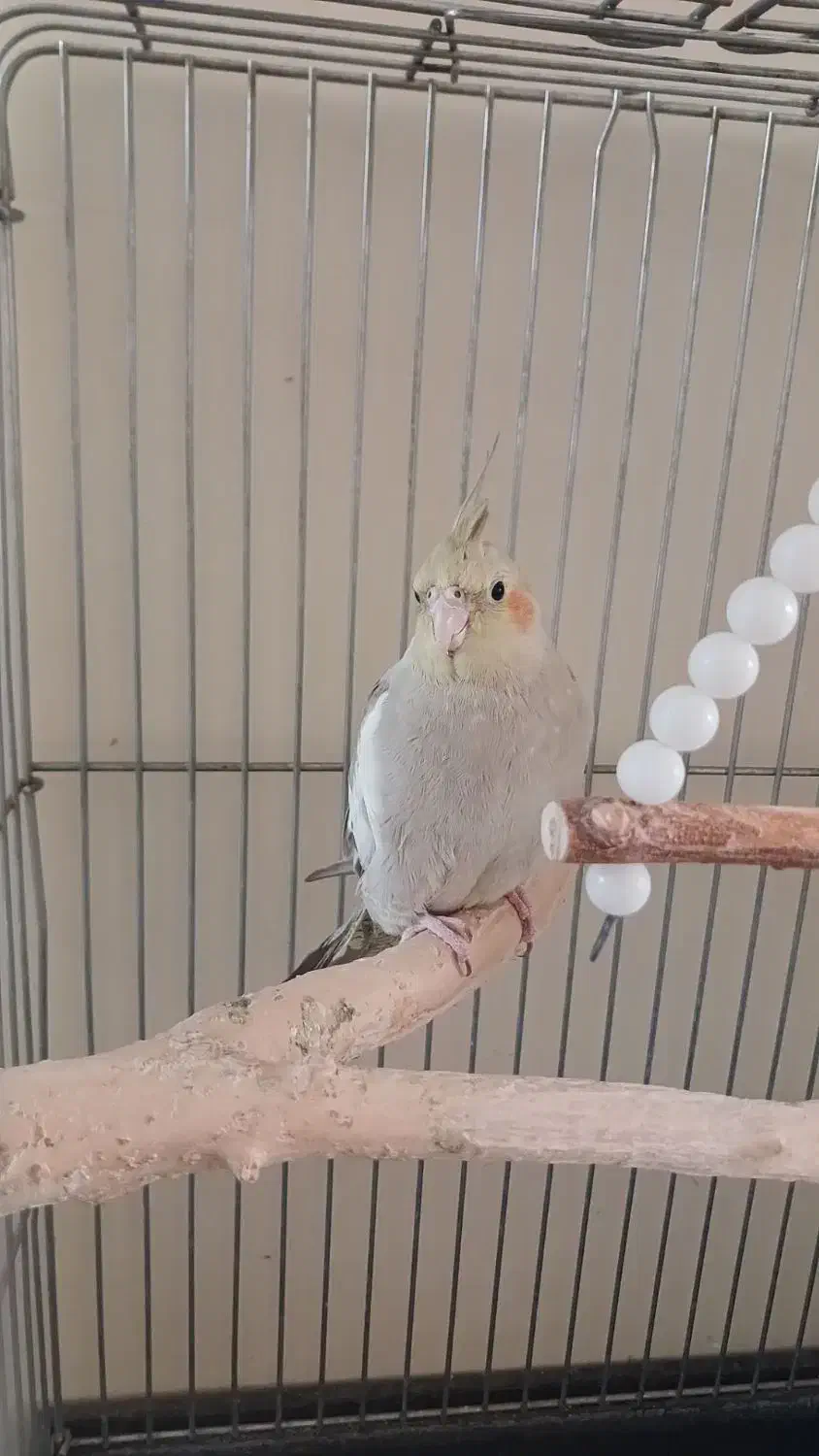 طوطی عروس هلندی|پرنده|هشتگرد, شهرک بعثت|دیوار