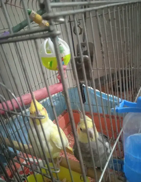 عروس هلندی|پرنده|شازند, |دیوار