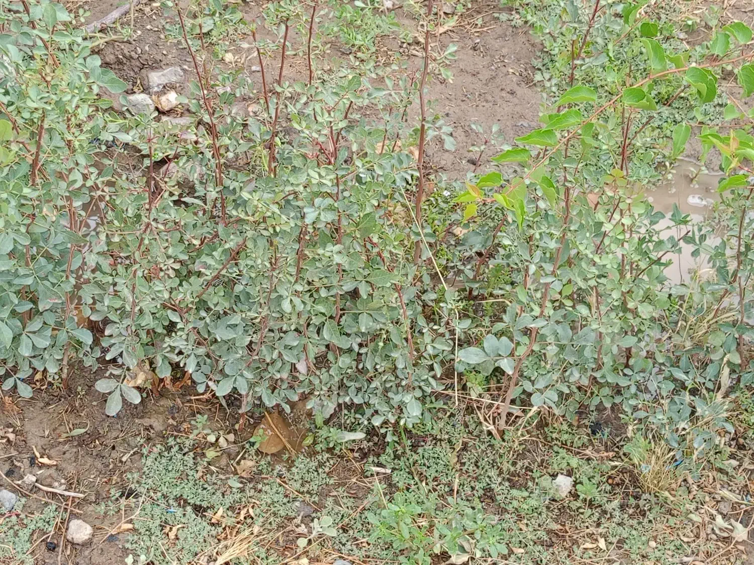 بنه کوهی یا پسته وحشی|خدمات باغبانی و درختکاری|رابر, |دیوار