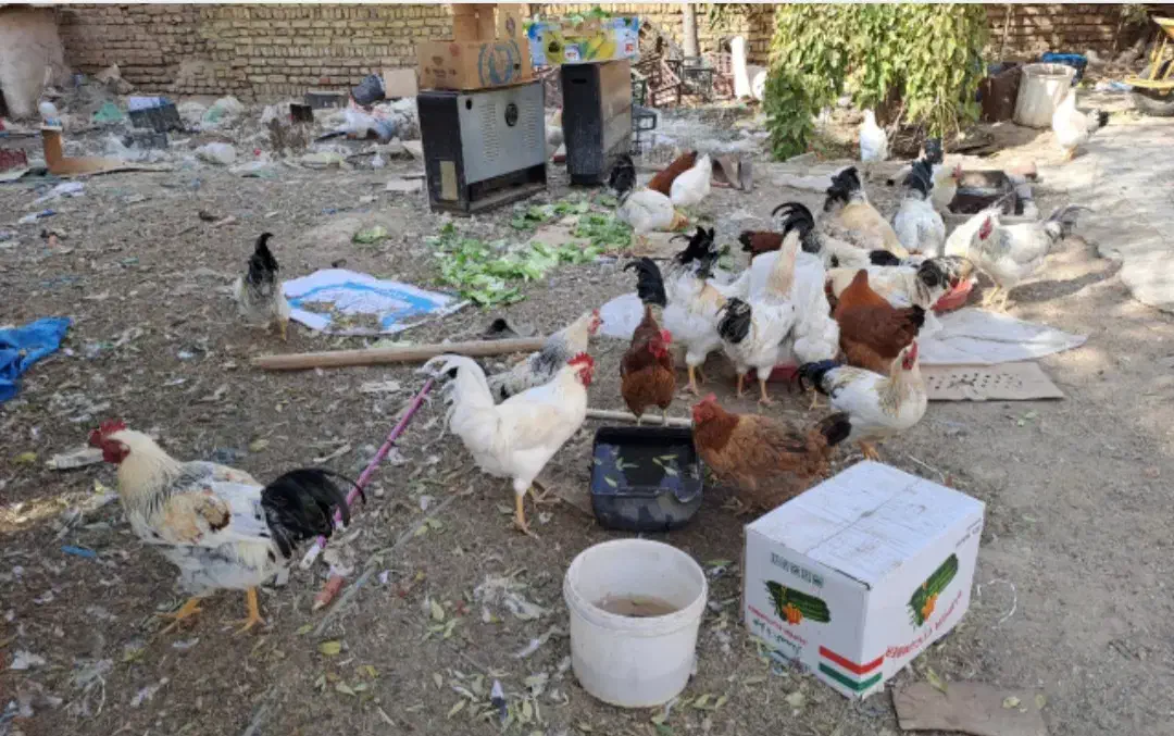 فروش خروس گلپایگانی برهما و سلطان|حیوانات مزرعه|هشتگرد, هشتگرد قدیم|دیوار