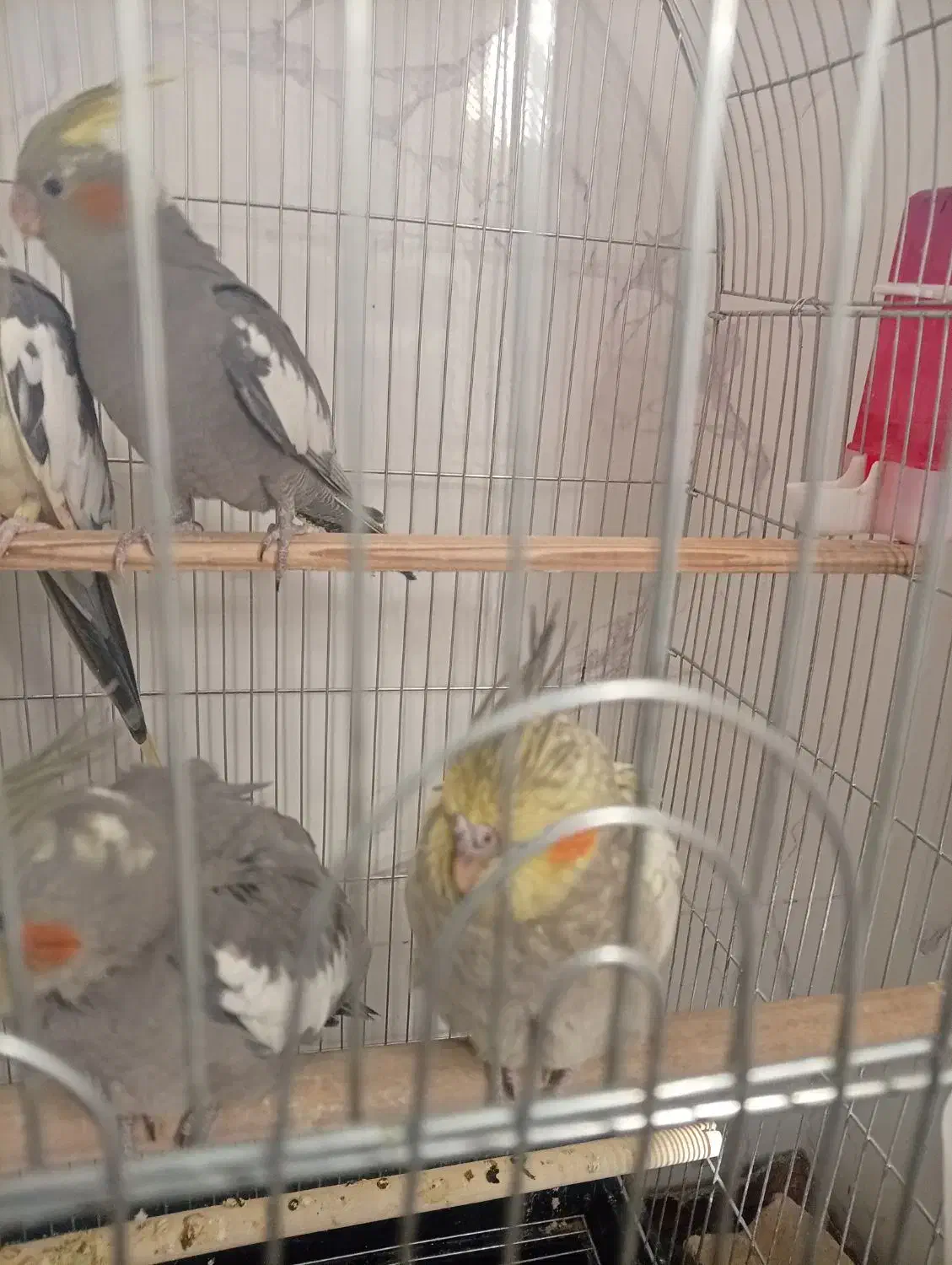 جوجه عروس هلندی 3ماهه|پرنده|تفت, |دیوار