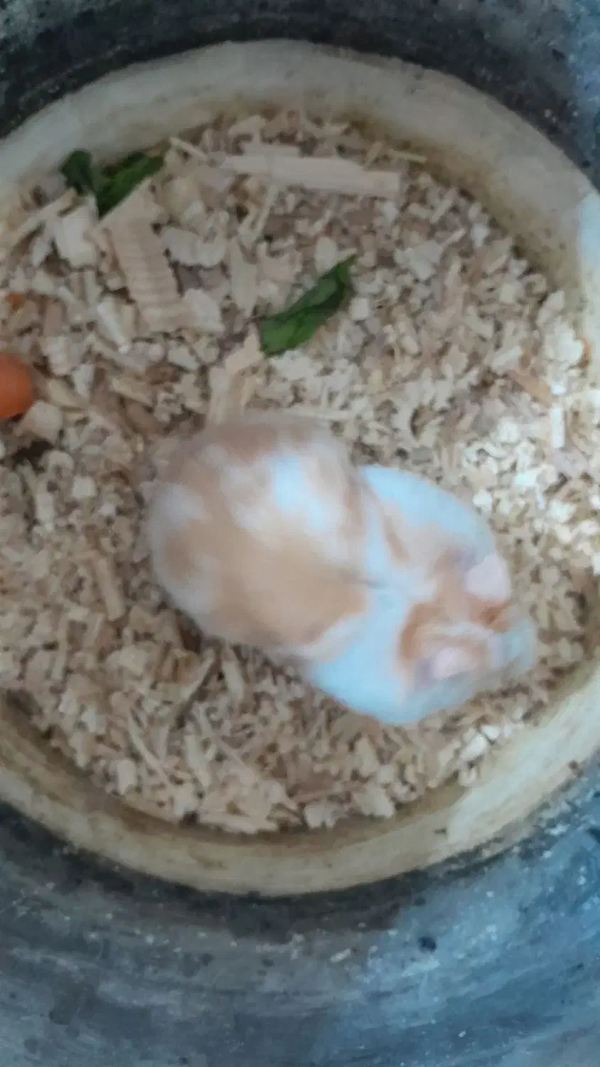 همستر|موش و خرگوش|بهبهان, |دیوار