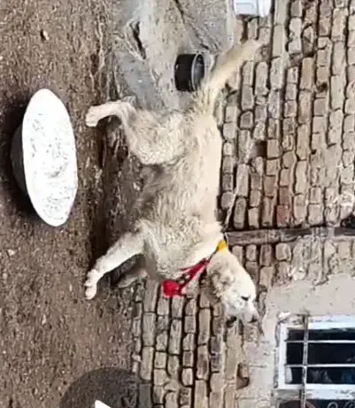 سفید درشت|سگ|داران, |دیوار