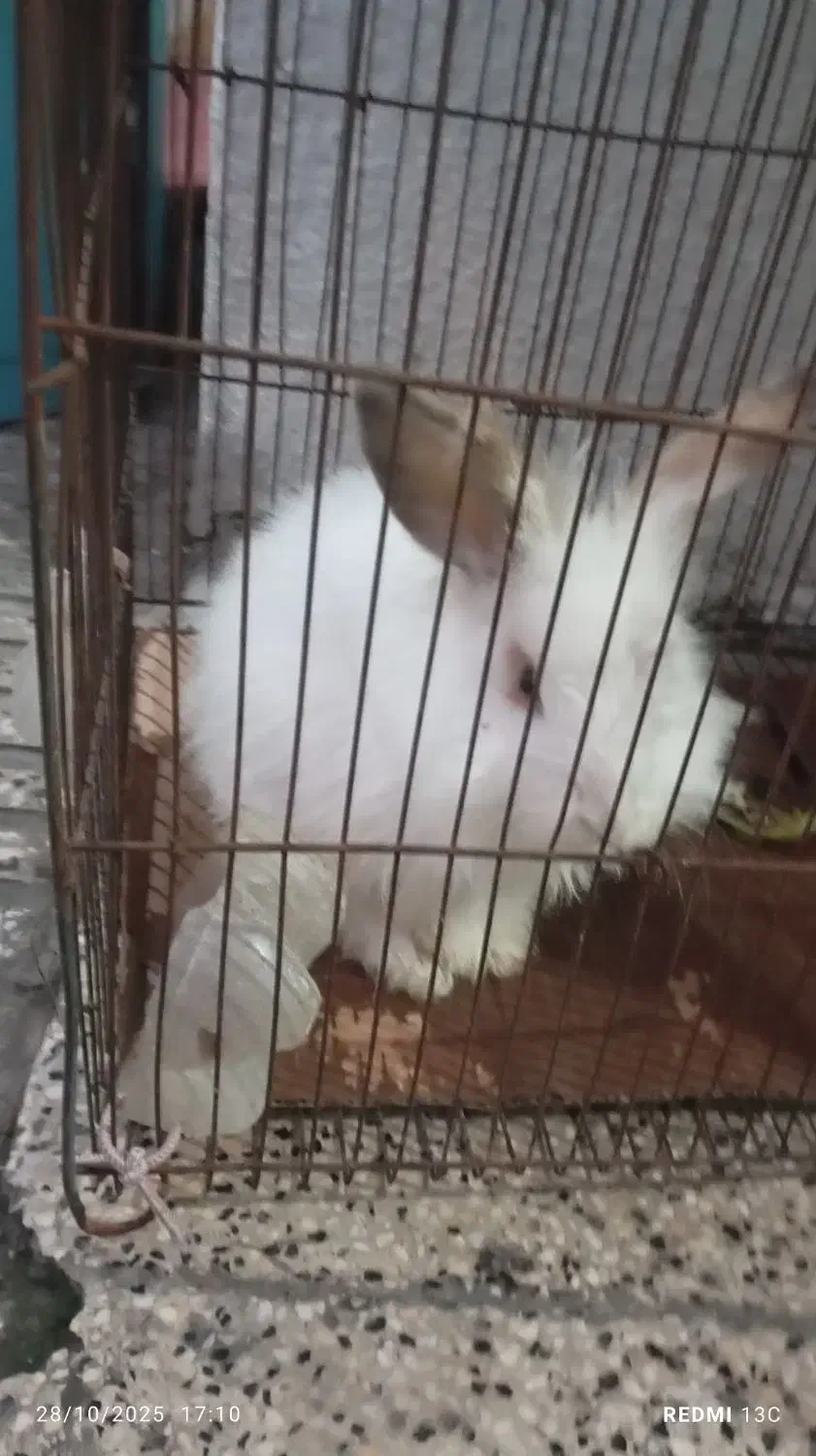 خرگوش لپی|موش و خرگوش|گرگان, |دیوار