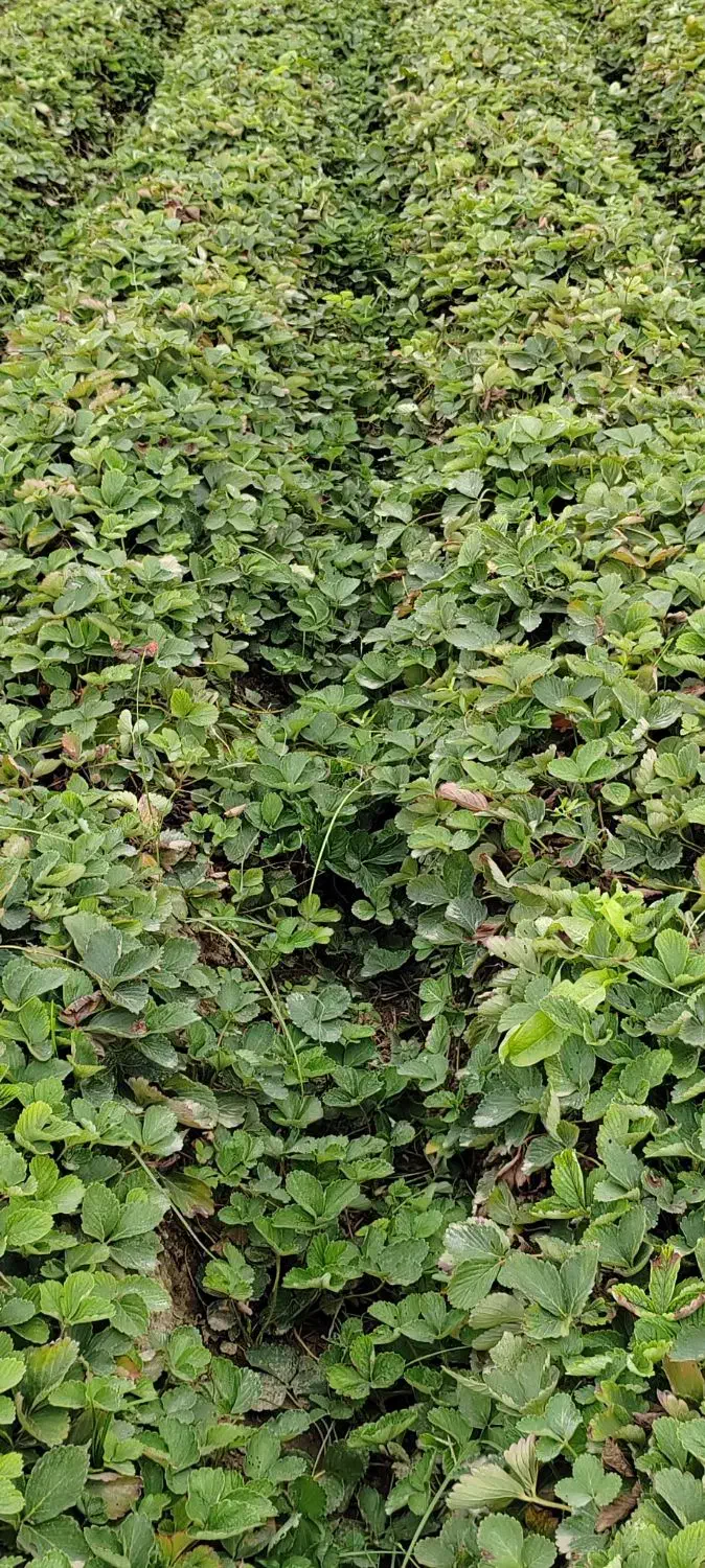 فروش نهال سابرینا نی ده میلیون تومان|خدمات باغبانی و درختکاری|دلند, |دیوار