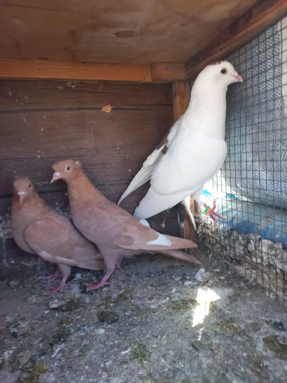 ۳عدد گرفتن|پرنده|شیراز, کوشک میدان|دیوار