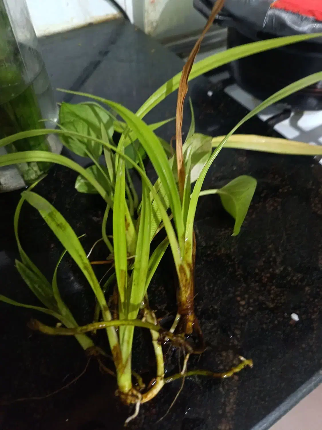 معاوضه گل|گل و گیاه طبیعی|نیشابور, فردوس شمالی|دیوار