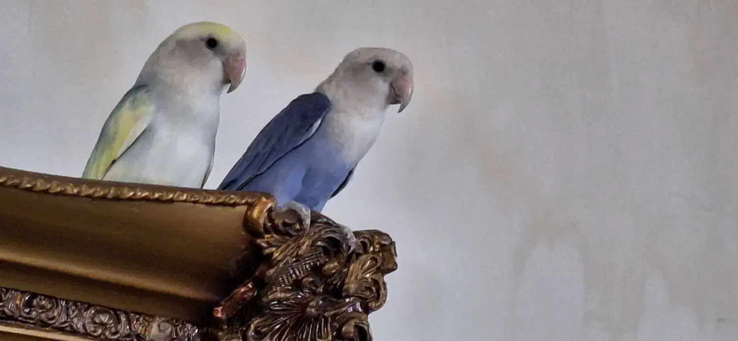 طوطی زیبای مولد|پرنده|فردیس, فردیس|دیوار