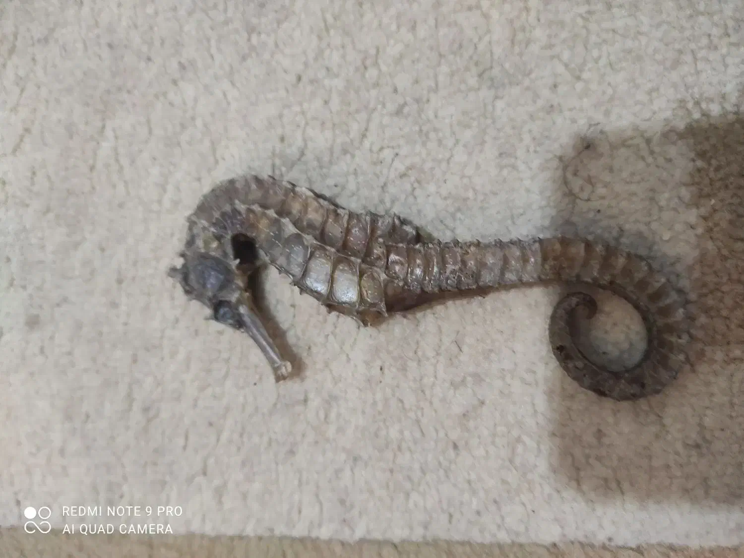 اسب آبی دکور|مجسمه، تندیس، ماکت|بوشهر, |دیوار