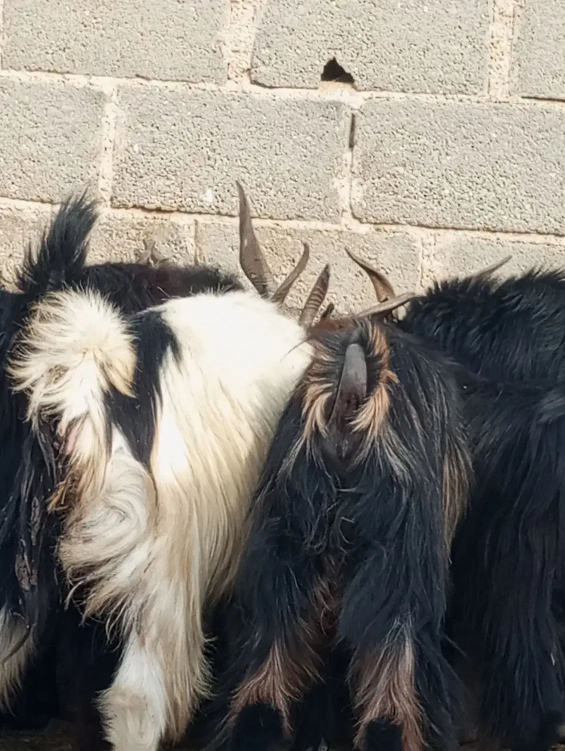 بز  کهره پازن   در جم|حیوانات مزرعه|جم, |دیوار