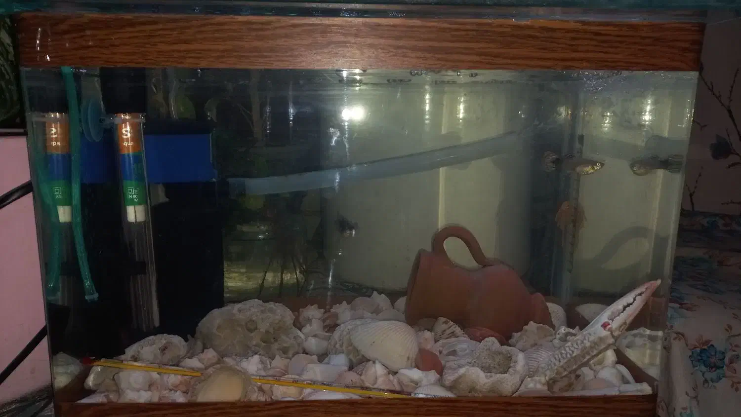 اکواریوم شیشه خم|ماهی|شیراز, ملاصدرا|دیوار