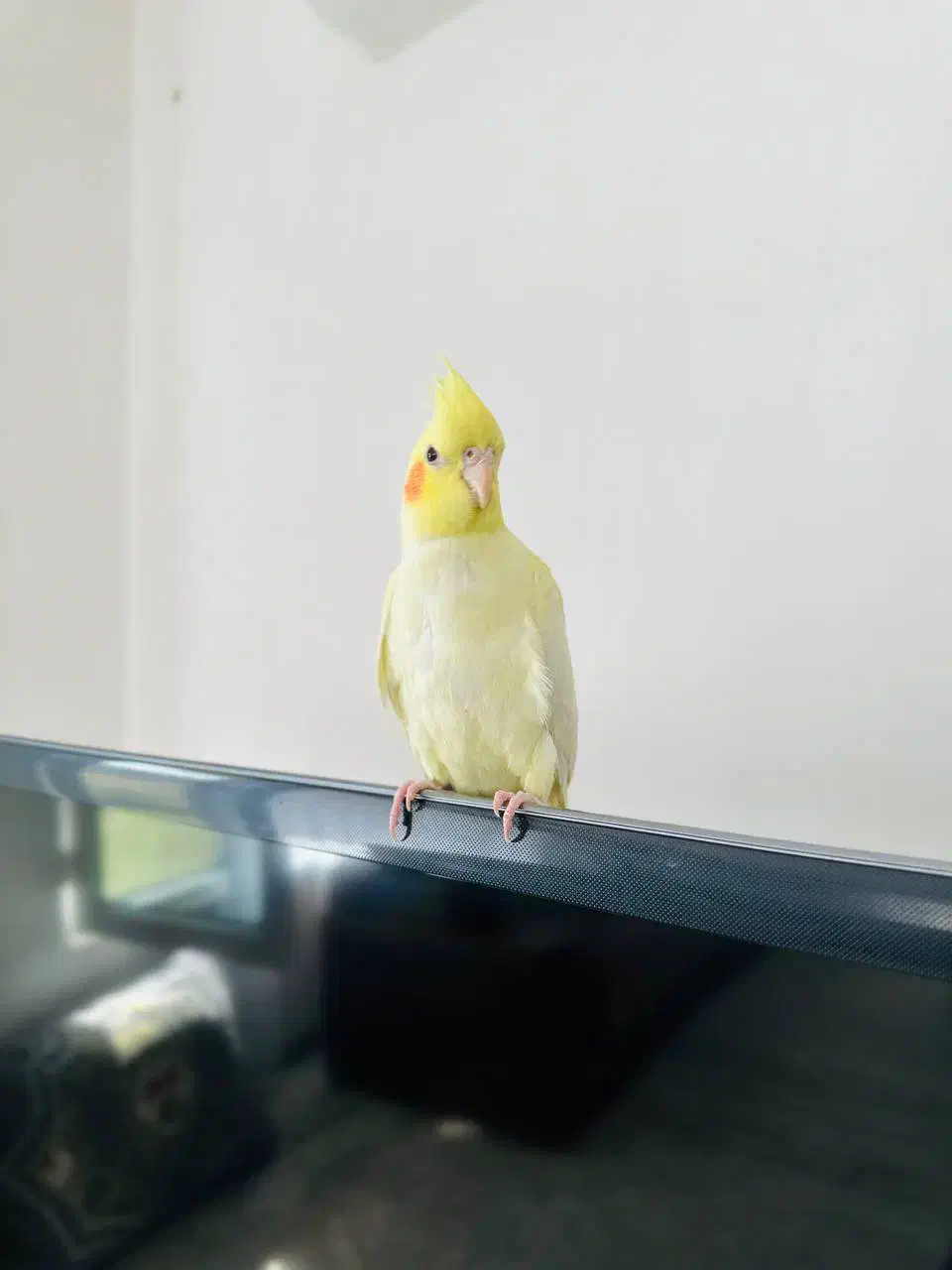 عروس هلندی|پرنده|جوانرود, |دیوار