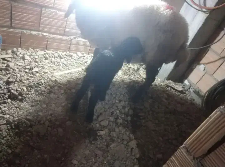 گوسفند|حیوانات مزرعه|علی‌آباد کتول, |دیوار