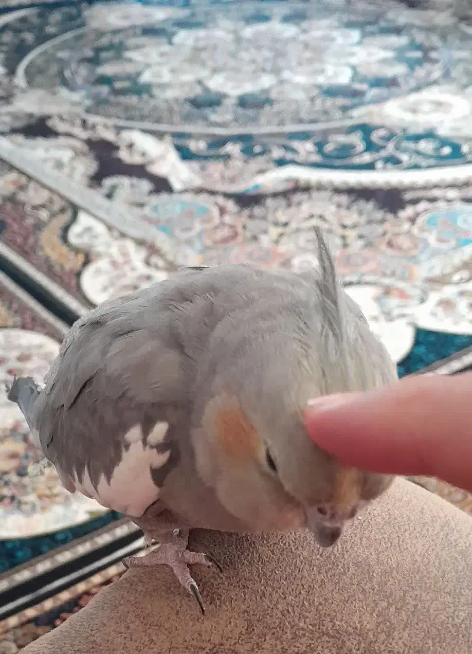 یه جفت عروس هلندی|پرنده|جرقویه, |دیوار