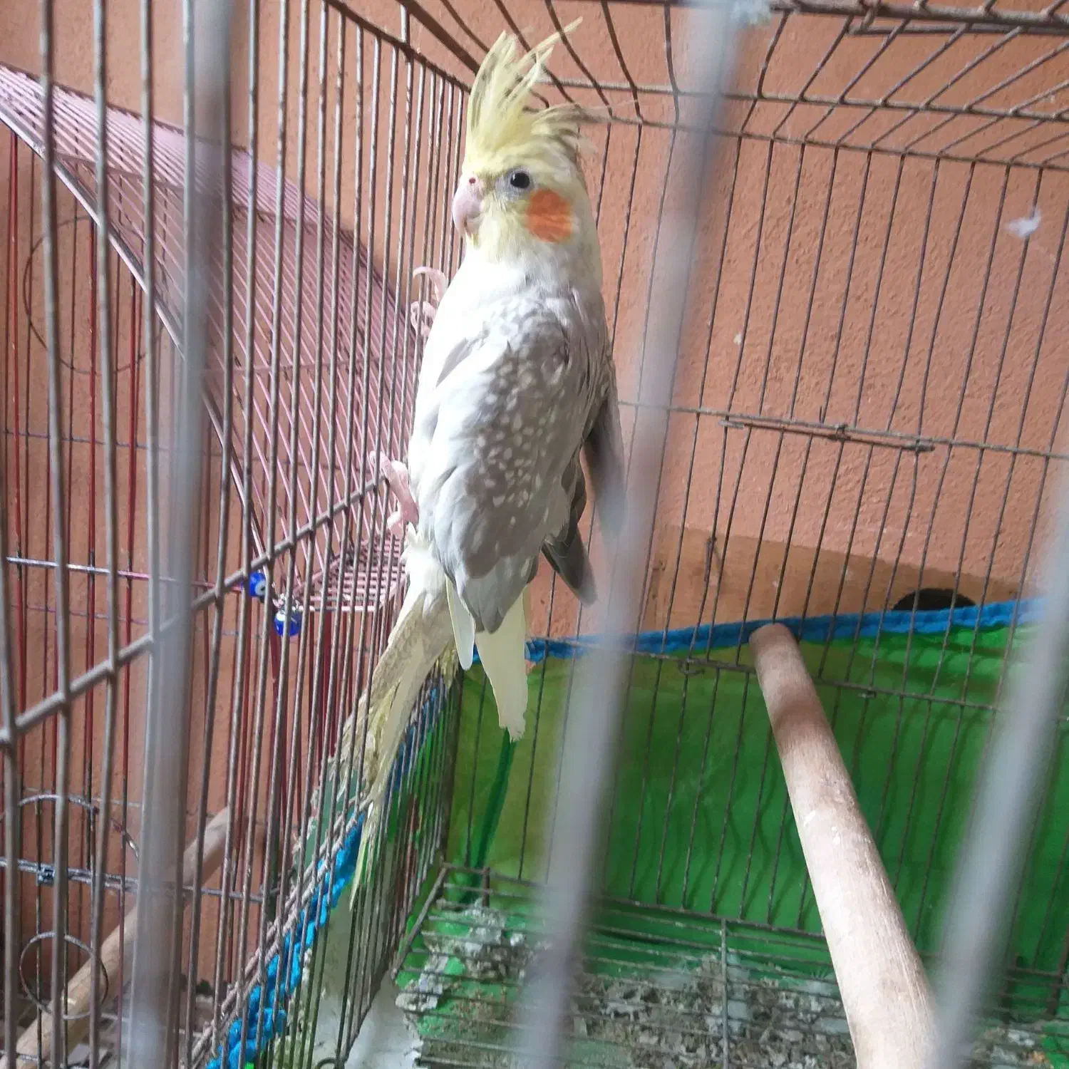 عروس هلندی|پرنده|رشت, کوی مهر|دیوار