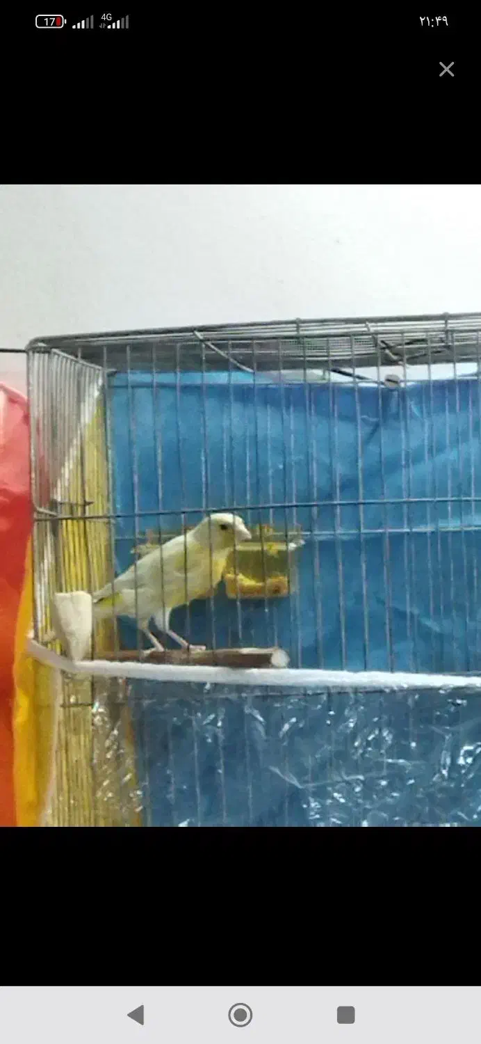 قناری نر|پرنده|مشهد, کشف|دیوار