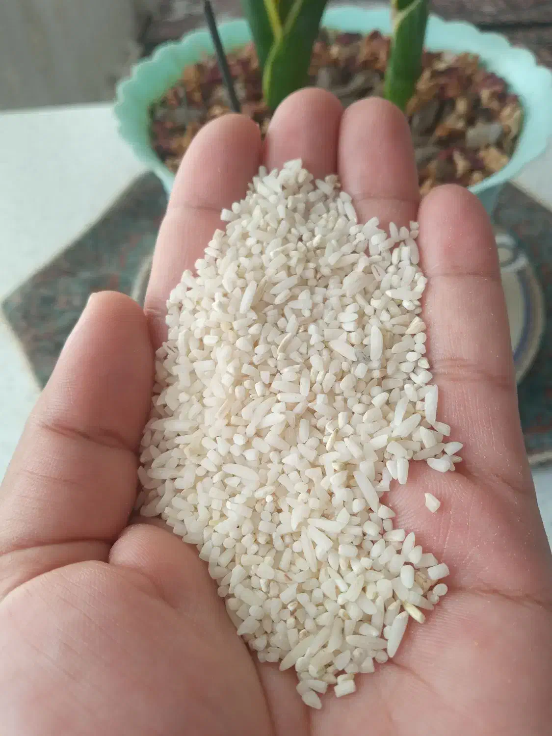 برنج نیم دانه سورتینگ شده طارم سیلاخور تناژ موجود|خوردنی و آشامیدنی|بروجرد, |دیوار