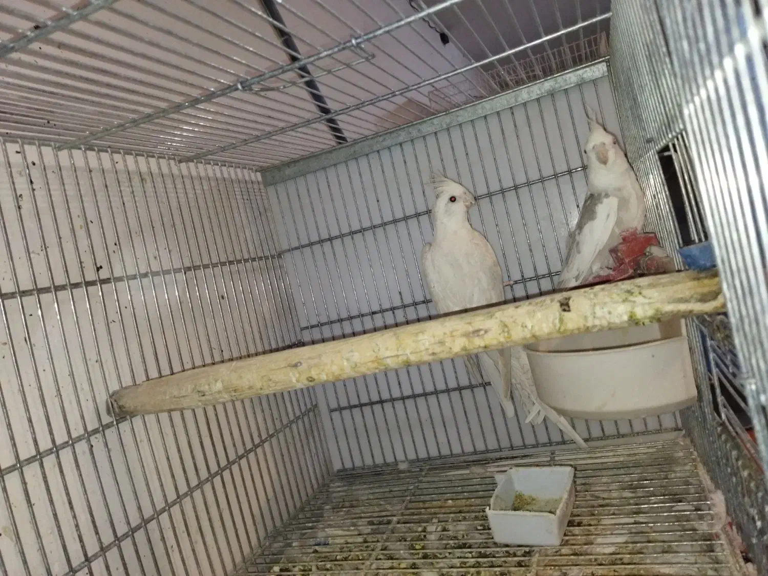 عروس هلندی بهمراه جوجه|پرنده|خمینیشهر, |دیوار