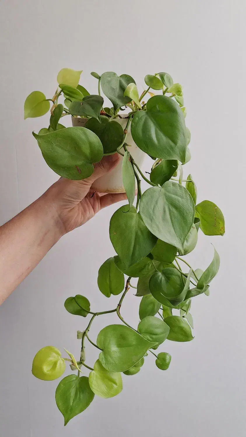 گیاهان خاص و کمیاب آپارتمانی پرورش خانگی|گل و گیاه طبیعی|ارومیه, |دیوار