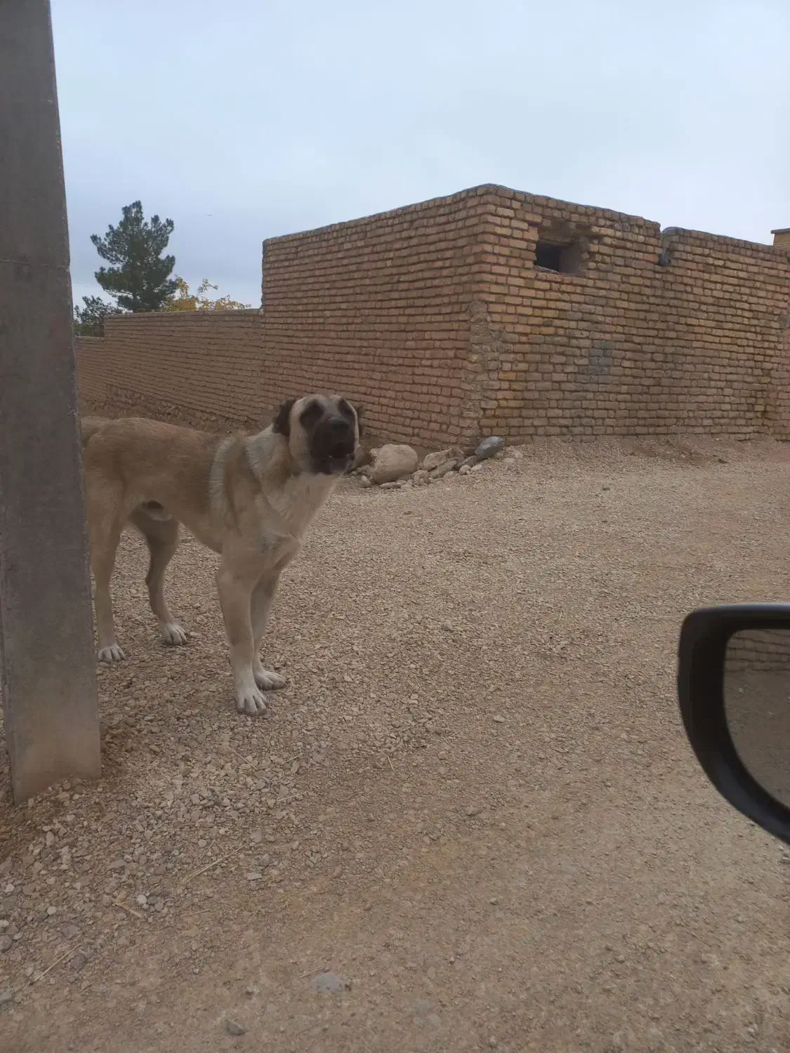 سگ گمشده|حیوانات|بجنورد, |دیوار