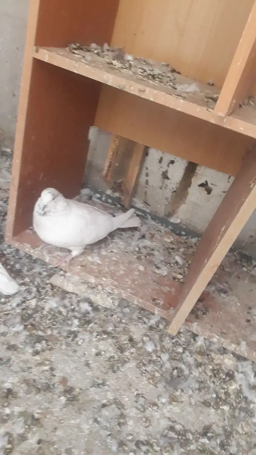 به شرط پرش   به علت زیادی ماده|پرنده|کرج, کوی کارمندان جنوبی|دیوار