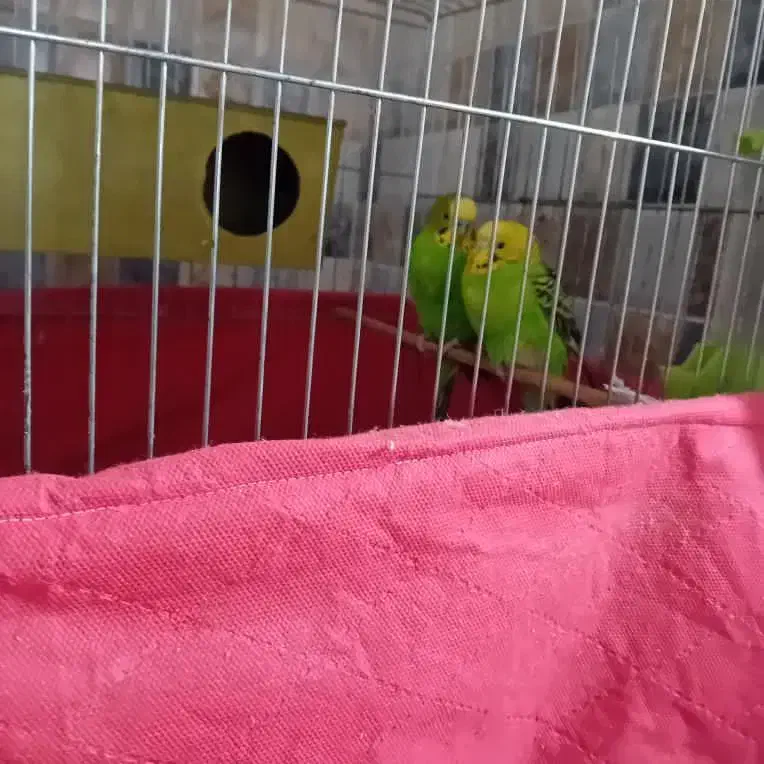 مرغ عشق|پرنده|مراغه, |دیوار