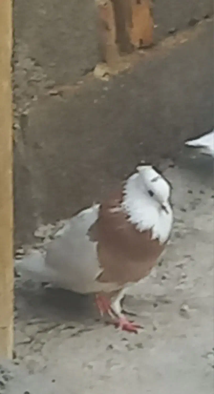 طوقی نر زرد|پرنده|اسدآباد, |دیوار