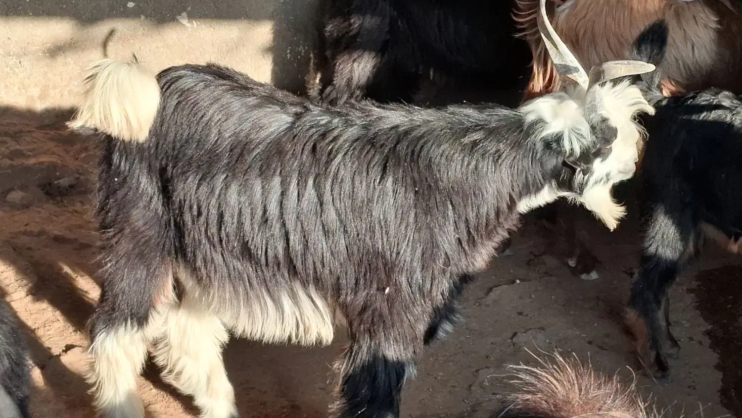 کهره نر|حیوانات مزرعه|بندر کنگان, |دیوار