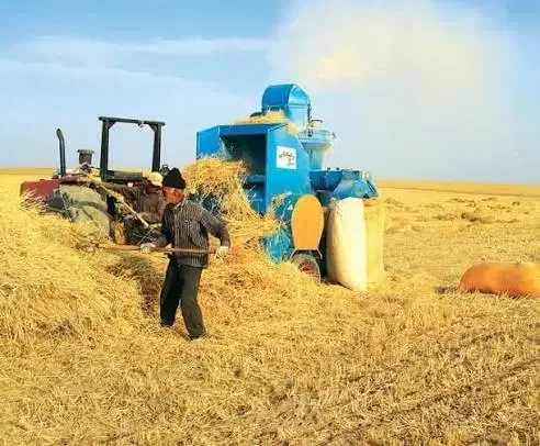 کاه|حیوانات مزرعه|آشخانه, |دیوار