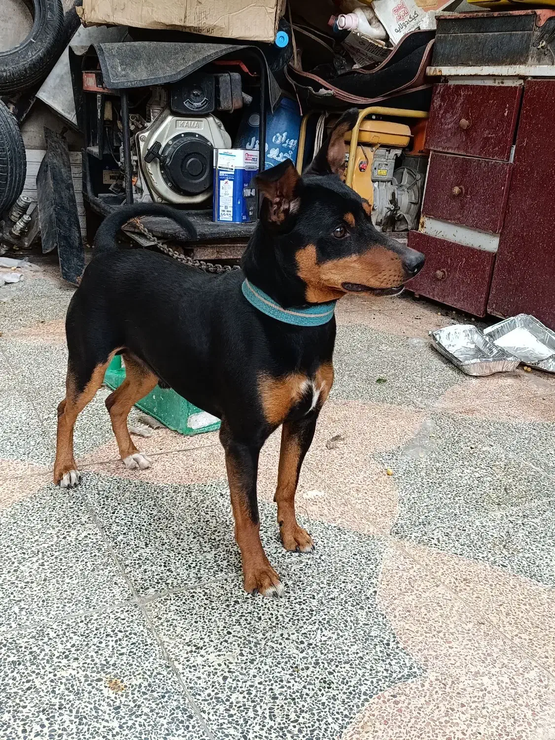 گم شده|حیوانات|سیرجان, |دیوار