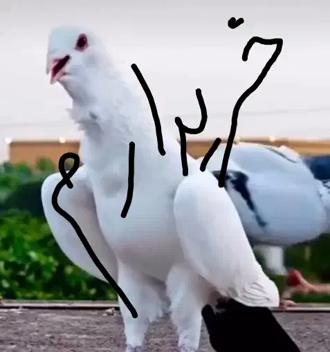 دم سیاه سینه فر|پرنده|شیراز, آزادی|دیوار