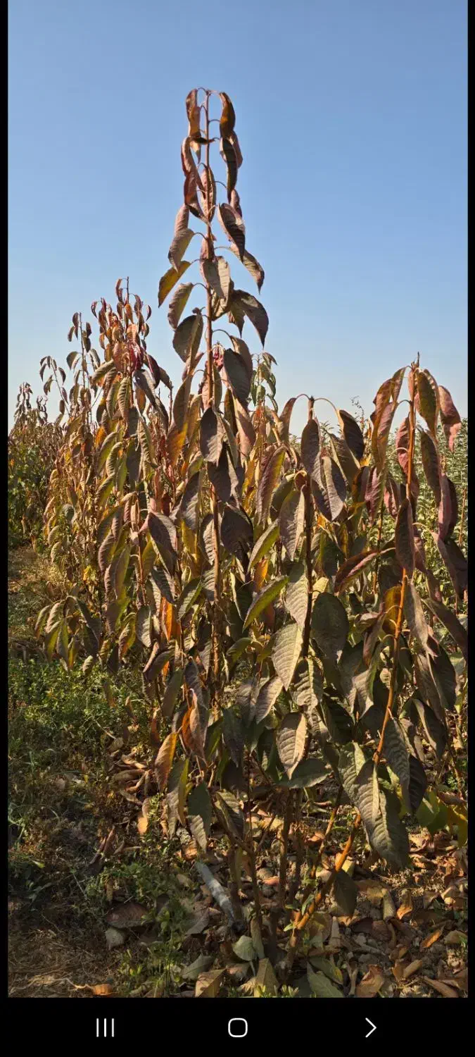 نهال سیب رندرز تضمینی آماده تحویل|خدمات باغبانی و درختکاری|اشنویه, |دیوار