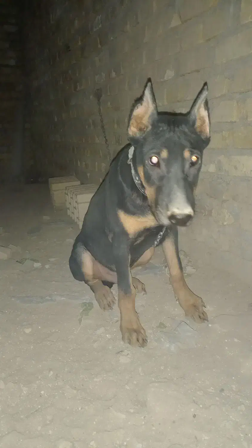 توله سگ دوبرمن|سگ|یزد, |دیوار