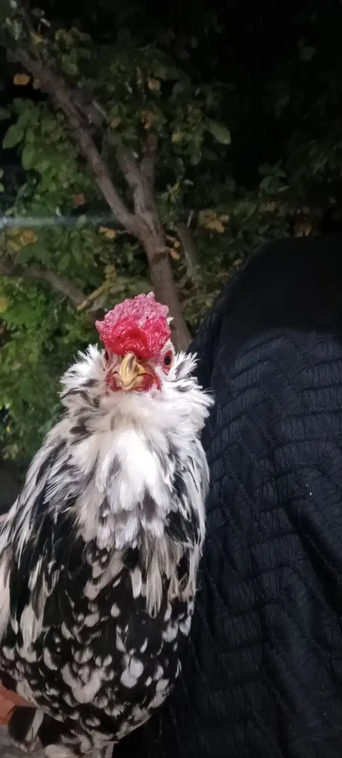 خروس گلین ریشو چهل تاج|حیوانات مزرعه|شهرکرد, |دیوار