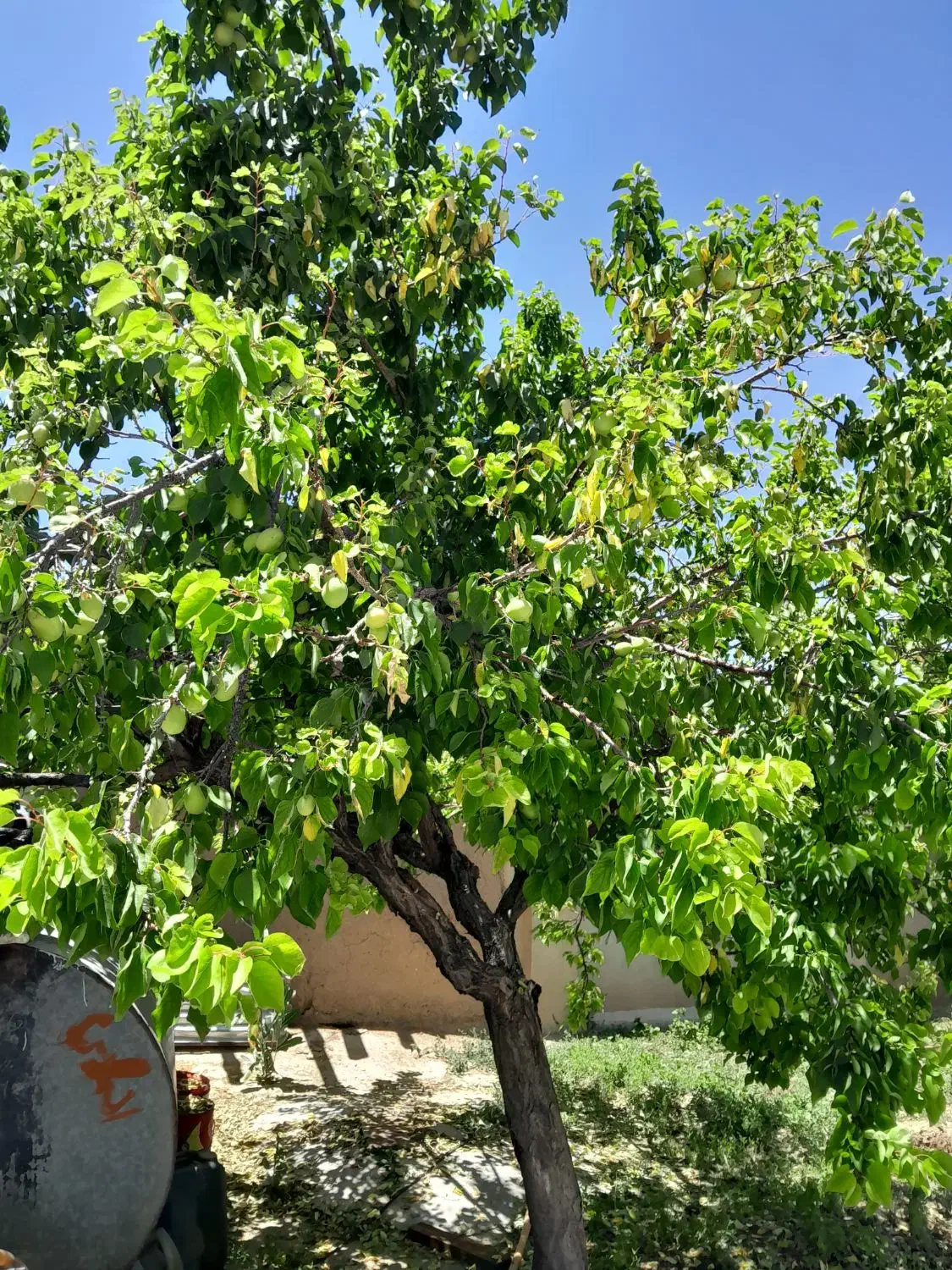 زمین مسکونی|فروش زمین و ملک کلنگی|بزینه رود, |دیوار