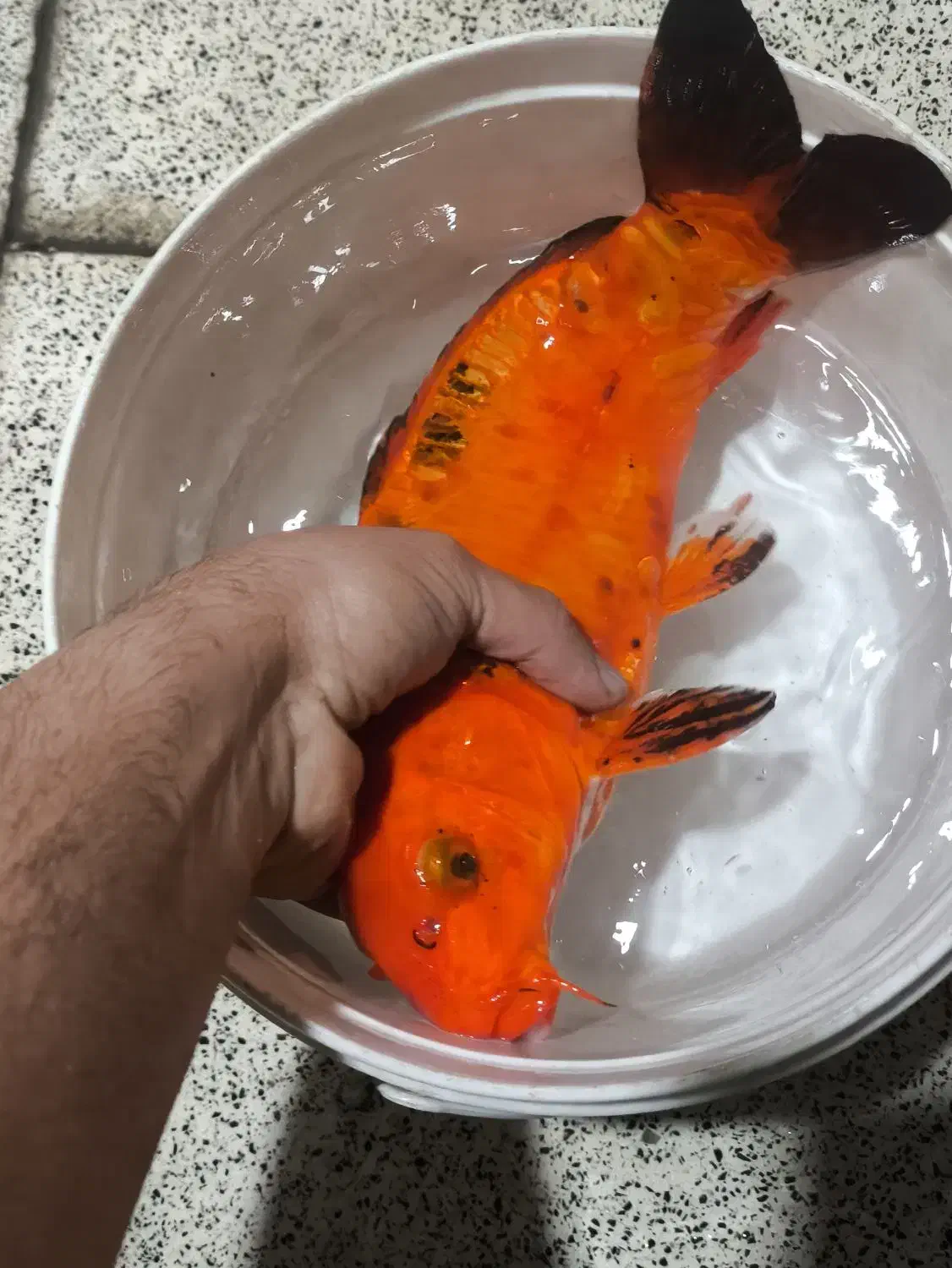 ماهی کوی جفت|ماهی|تهران, کیانشهر|دیوار