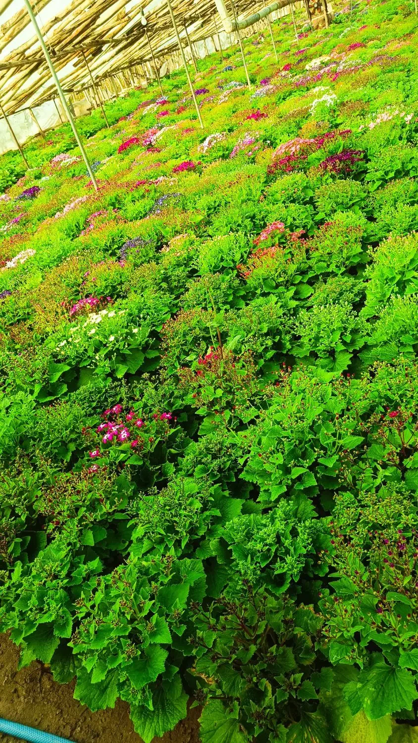 سینره ۱۲۰|گل و گیاه طبیعی|پاکدشت, پاکدشت (مامازند)|دیوار