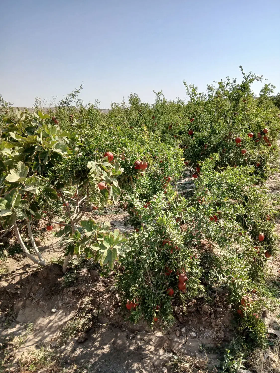 فروش ۲۰۰متر باغچه انار  ۳۵۰ملیون|فروش زمین و ملک کلنگی|سلفچگان, |دیوار