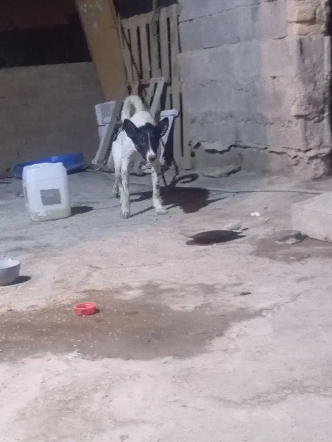 سگ سرابی واگذارمیشود|سگ|آبادان, |دیوار