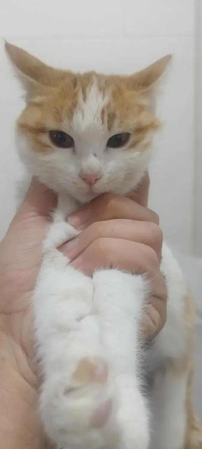 واگذاری رایگان بچه گربه|گربه|اسلام‌شهر, صادقیه|دیوار