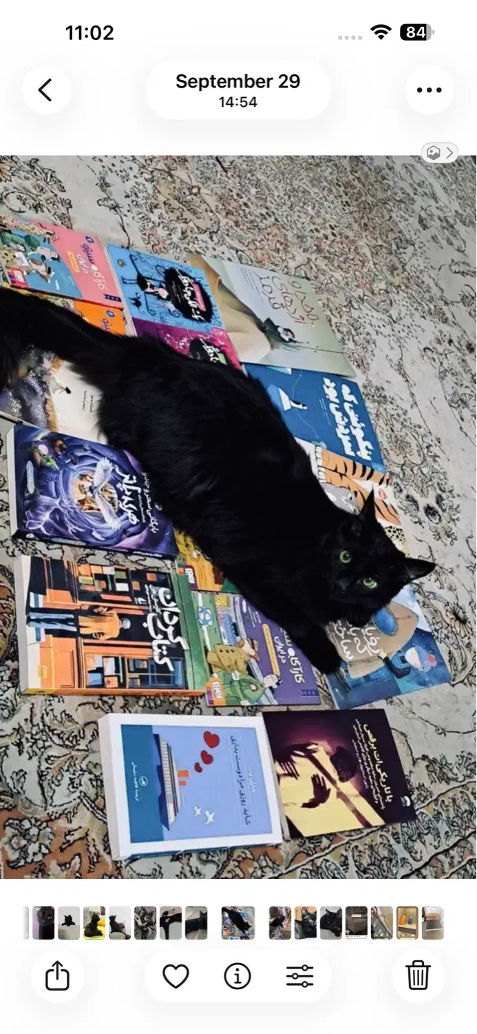 واگذاری شدو 5 ماهه|گربه|تهران, ونک|دیوار