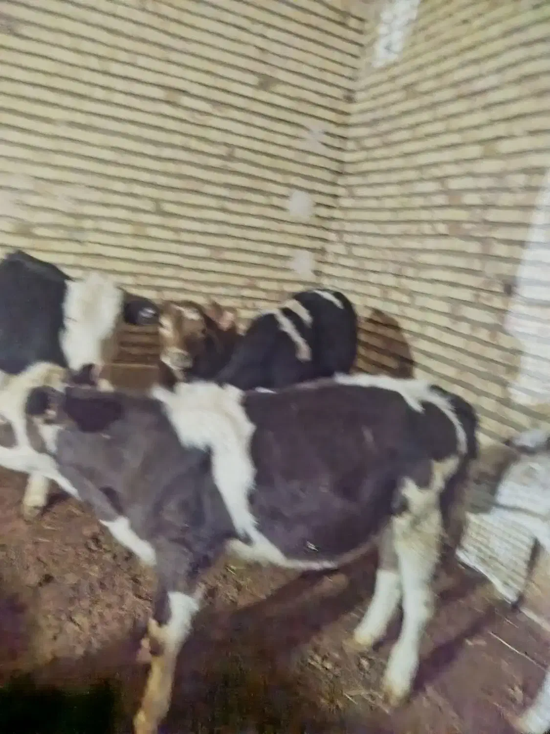 گوسالهای سمینتال ماده|حیوانات مزرعه|کرانی, |دیوار