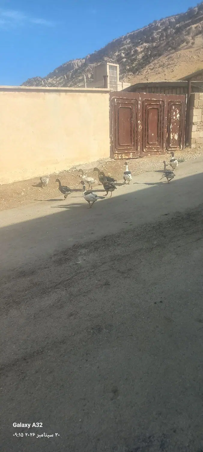 غاز|حیوانات مزرعه|چرداول, |دیوار